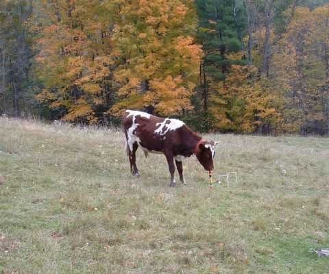 Big Cow Thing