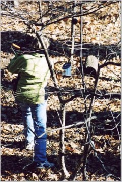 The Woods